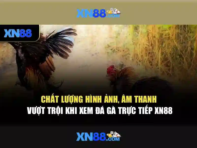 XN88: Khám phá nền tảng cược trực tuyến và hệ sinh thái