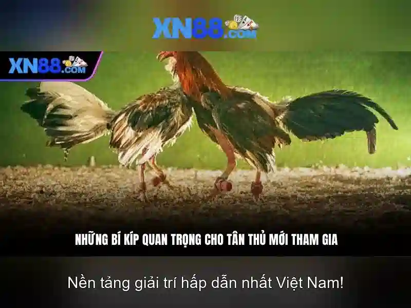 loi the va suc canh tranh xn88 no hu